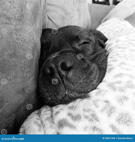 Don t bully my breed stock photo. Image of black, pitbull - 59851498