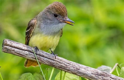 Great Crested Flycatcher American Bird Conservancy