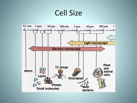 PPT - Tour of the Eukaryotic Cell PowerPoint Presentation, free ...