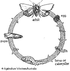 Life Cycle of an Insect - Australian Insects