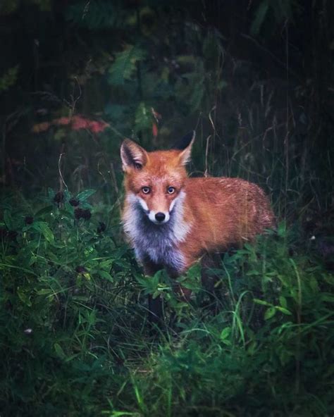 Photographer Shoots Finnish Forest Animals Like They’re Professional ...