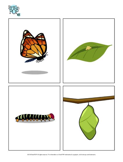 Collection Of Life Cycle Of A Butterfly Png Pluspng