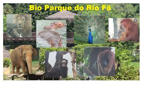 Os Animais Mais Lentos Do Mundo Mega Curioso Divirta Se O