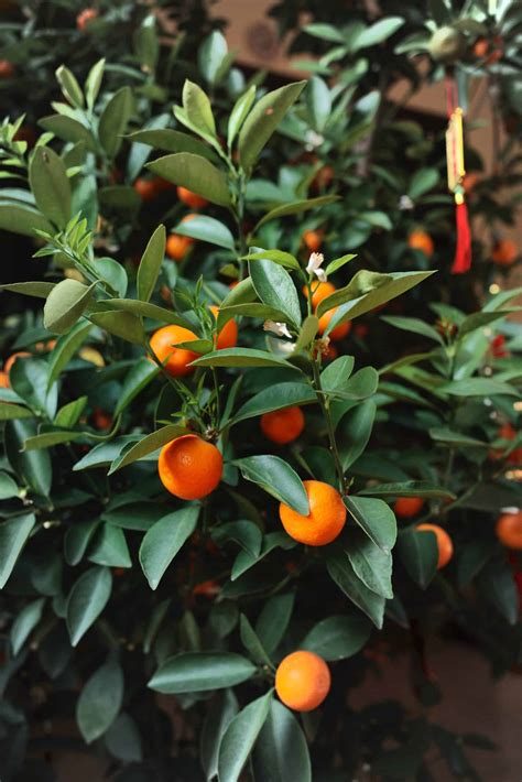 Citrus Greening The Disease Killing Florida’s Favorite Trees