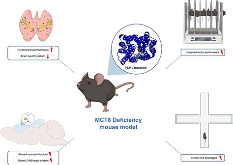 Genetically modified mice pave the way for customized medicine in a ...