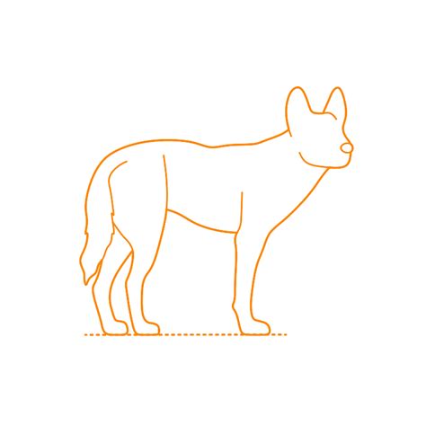 How To Draw A Dingo Head Notice How The Curvature Of The Grey Lines