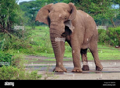 African elephant (Loxodonta africana), bull elephant without tusks in ...