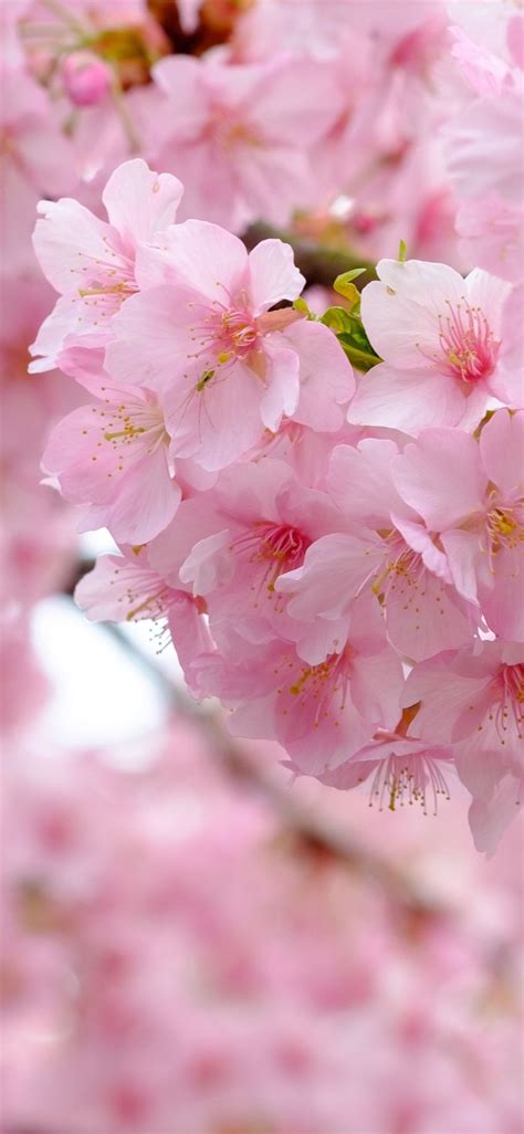 Pink Sakura Wallpapers Top Free Pink Sakura Backgrounds Wallpaperaccess