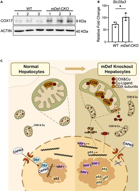 Hepatic Depletion Of Nucleolar Protein MDEF Causes Excessive