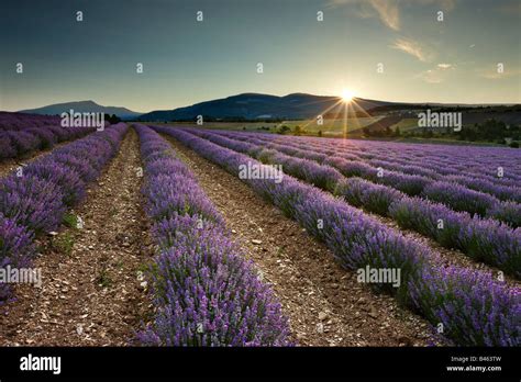 Sunrise In A Lavender Field Nr Sault The Vaucluse Provence France