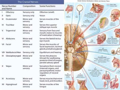 Which Cranial Nerves Have Motor And Sensory Functions Infoupdate Org