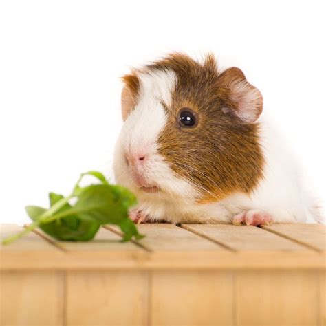 30 Fascinating Guinea Pig Facts You Should Know