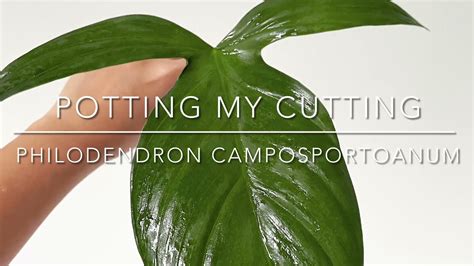 Potting My Philodendron Camposportoanum Cutting Youtube