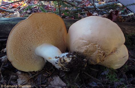 Hydnum repandum Hydne sinué Pied de mouton Sainte Fami Flickr