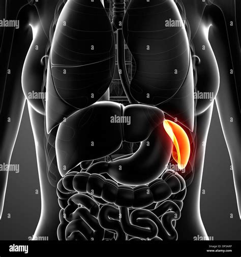 Female Chest Anatomy Hi Res Stock Photography And Images Alamy