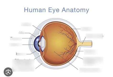 human eye anatomy diagram quizlet