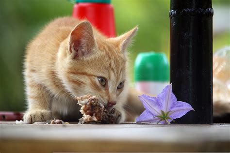 FIP Cats: Symptoms, Causes, Types, and Treatment Options