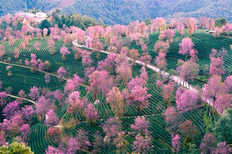 2019无量山樱花谷 旅游攻略 门票 地址 问答 游记点评，南涧旅游旅游景点推荐 去哪儿攻略