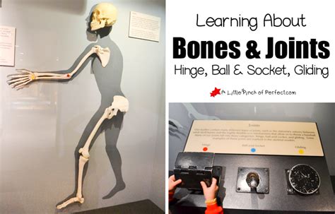 Learning About Bones Activities for Kids and Free Skeleton Printable ...