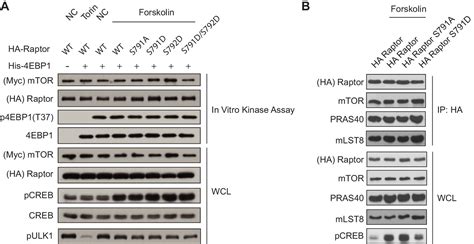 Figures And Data In Gpcr Signaling Inhibits Mtorc Via Pka