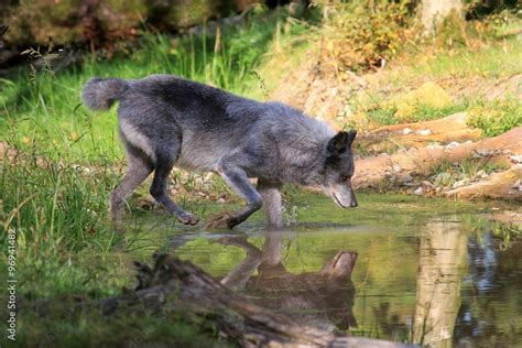 Loup noir Stock Photo | Adobe Stock