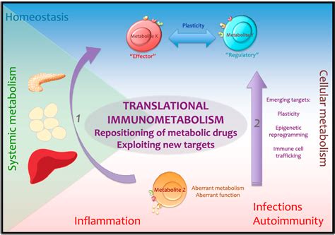 Translational Immunometabolism