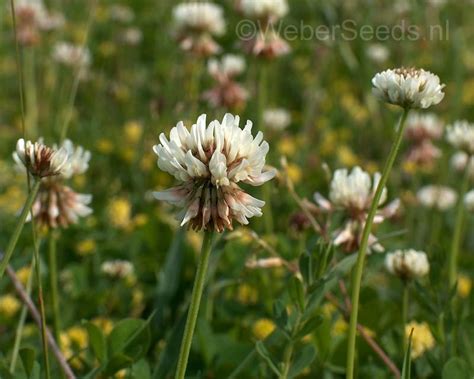 Trifolium Repens White Clover