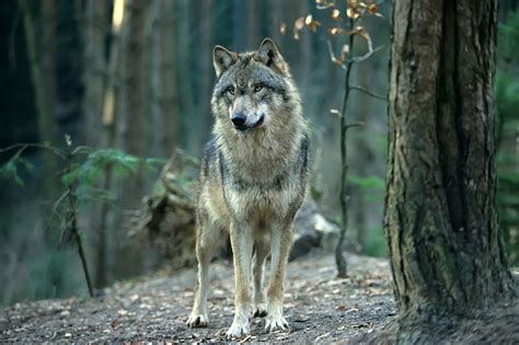 Parco Nazionale Del Gran Paradiso Approccio Conservazionistico