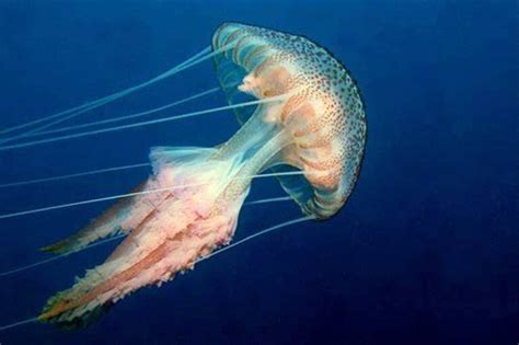 Purple Striped Jellyfish Marine Life Guide Malta Gozo And Comino