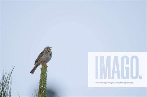 Corn Bunting Emberiza Calandra Corn Bunting Emberiza Calandra Male