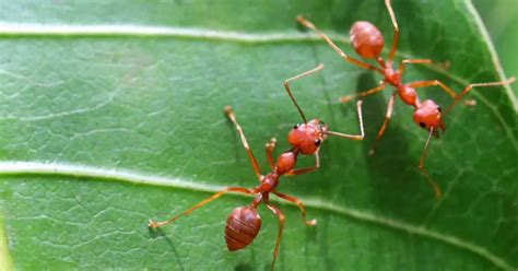 What Do Moisture Ants Look Like? (Explained)