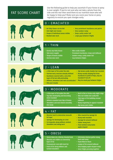 weight management dengie horse feeds create  horse feeding chart