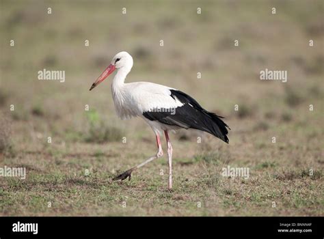 White Stork Walking Hi Res Stock Photography And Images Alamy