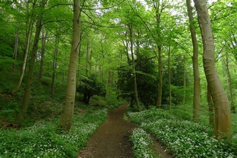 The Weardale Way Through Wild Garlic In Tim Heaton Geograph