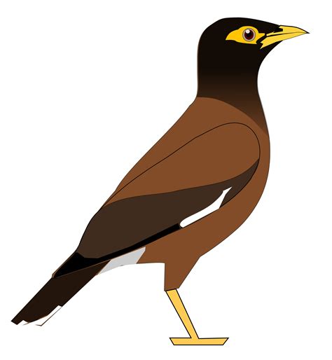 mynah bird cliparts   mynah bird cliparts png images