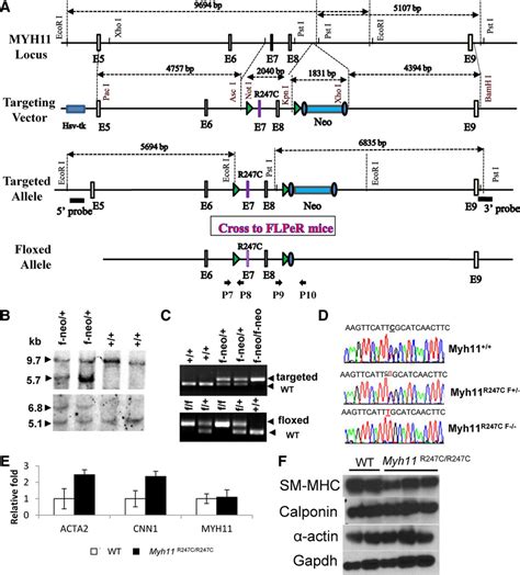 Generation And Validation Of The Floxed Myosin Heavy Chain Myh11