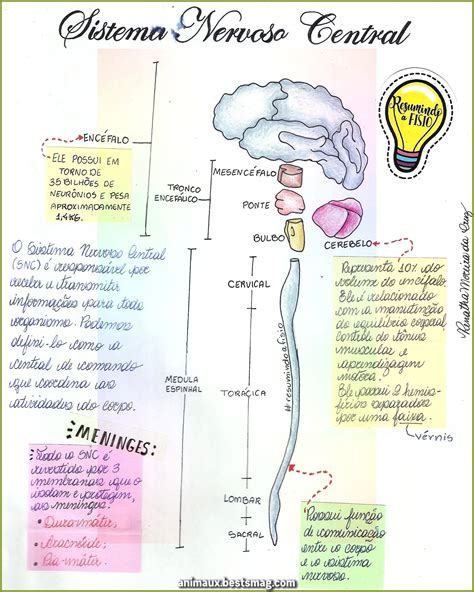 Mapa Mental Sistema Nervoso Central - Mapa Mental Do Sistema Nervoso Central - REVOEDUCA