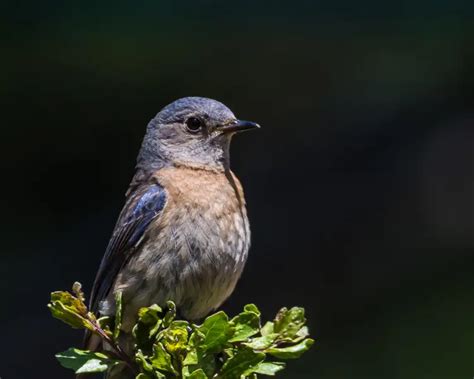 Western Bluebird - Facts, Diet, Habitat & Pictures on Animalia.bio