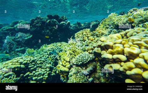 Corals In The Shallow Waters Of The Red Sea Fish Feed On The Reef