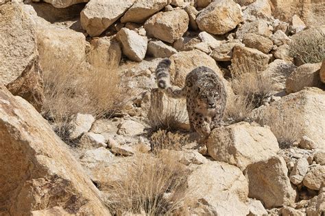 Wild Images Photography Tours | Snow Leopard Photography Tours - Ladakh ...