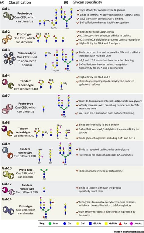 Translating The Sugar Code Into Immune And Vascular Signaling