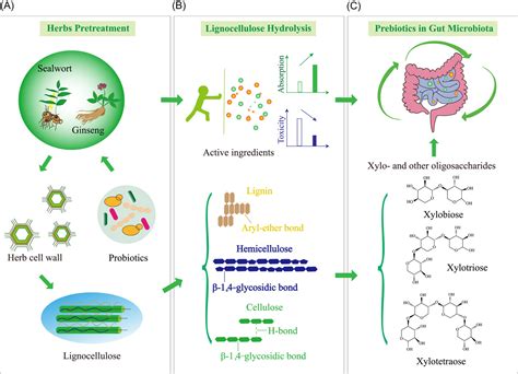 Research Advances In Probiotic Fermentation Of Chinese Herbal Medicines