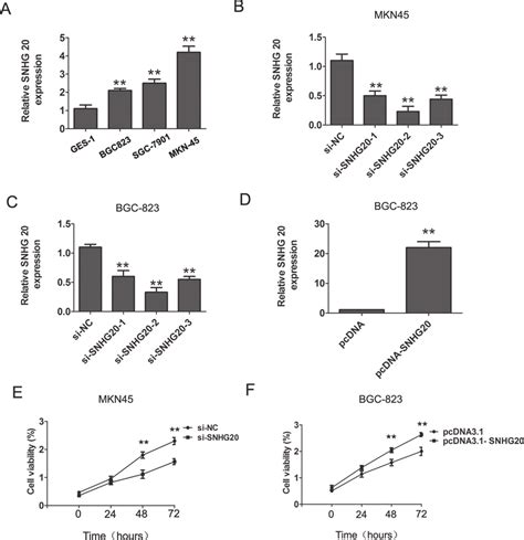 The Increased Expression Of Snhg In Gc Cells A The Relative