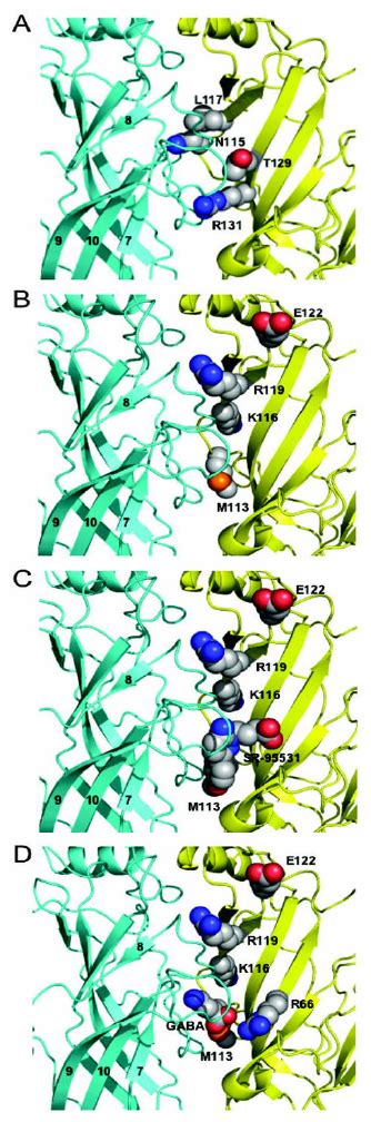 Homology model of the extracellular N terminal do mains of the β α