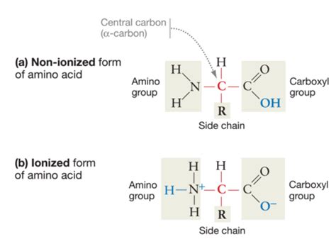 Chapter 3 Protein Structure And Function Flashcards Quizlet