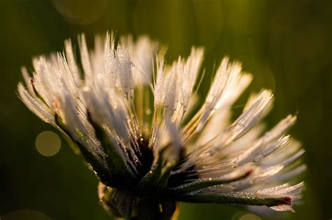 Wallpaper Nature Grass Branch Sunrise Green Pollen Blossom