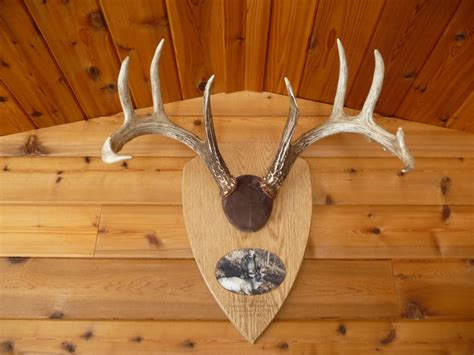 Antler Mount Plaque | Pine Ridge Outdoors – Winnipeg Manitoba Canada