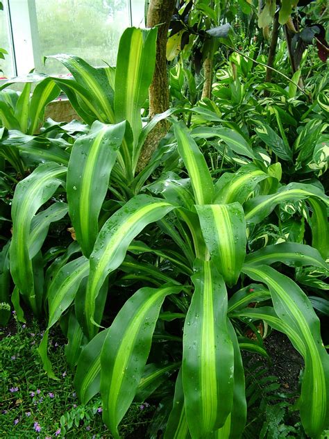 Dracaena Fragans Dracenia Maicera Palo Del Brasil Tronco Del Brasil