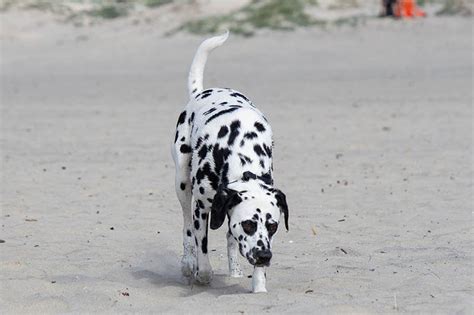 Great Dane Dalmatian Mix: Info, Pictures, Care Guide & Traits | Hepper