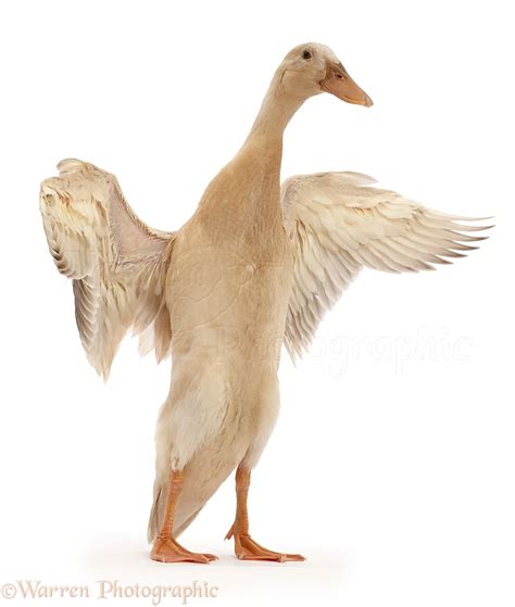 Indian Runner Duck, flapping photo WP46192